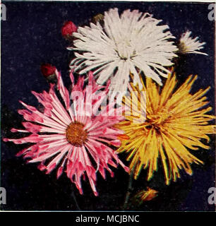 . Mamans cuillère f2 Un^;4menlc€i^ ^«Tflum t4e^ Chrysanthгёmes et-Automne sont synonymes. Vous pouvez maintenant profiter de leur beauté à l'intérieur et d'août, année après année. Nous avons sélectionné ces 12 pour la variété de couleur, de taille et de type ; bloom du début août jusqu'à la fin de l'automne. Les plantes qui nous sont d'alimentation de 23^ pots, garanti à fleurir. En automne, ils se sont développés en de grosses masses qui peuvent être divisées au printemps. Beaucoup d'autres variétés peuvent être livrés sur demande. Livré en Mai : date dépend de la saison. Pyramide de bronze. Bronze brillant profond. La fin de la floraison. 2Yo ft. Courageux. Grand, Banque D'Images