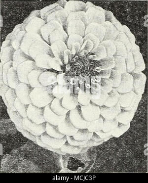 . Coupe-et-Revenir Zinnia coupe-et-nouveau-améliorées les Zinnias Double Nain p°t.e o2. Buff Beauty (4512) de l'or filé. Chamois clair 0,15 $ 0,75 $ 4513 Secteur de l'agriculture. Jaune clair 15,75 15,75 4515 4514 Crimson Pinkie. " Rose Orange 4516 15,75 15,75 15,75 4517 Salmon-Rose blanc 4519 15,75 4520 Meilleurs Couleurs mélangées 15,75 VT •^ p Commerce iverses Zinnias. 4542 Super Géant 0,40 $ 4632 Scabiosa-Flowered Cactus-Flowered 25 teintes d'automne 4586 30 4486 mixte géants Howard Crested géant 404510 Couronne mixte Super O'Gold, teintes pastel 30 4592 Gaillardia-Flowered mixte (Navajo) 20 4610 Mexicana la perfection mixte (H Banque D'Images