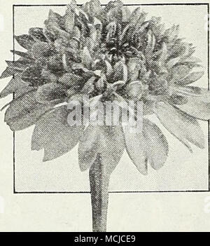 . 4592 Gaiflardia-Flowered Scabiosa-Flowered Zinnia mélangé une intéressante et voyante dans cette fleur annuelle populaire. Les fleurs sont entièrement et double double ressemblent beaucoup Gaillardias. Ils mesurent environ 2 pouces de diamètre et sont disponibles dans une large gamme de couleurs. 2 pieds de haut. Pkt. 10c ; grand pkt. 3sc ; 54 oz. 60c. Surprise 3020 mélange de fleurs annuelles comprend un large assortiment de voyante, facile à cultiver des plantes annuelles et sert bien où de plus grands lits sont d'être transformé en une émeute de couleurs. Grand pkt. 10c ; oz. 40c ; H lb. .$1,25 ; lb. $4.00. 54 Voir page 1 pour certaines autres zinnias en suspens Banque D'Images