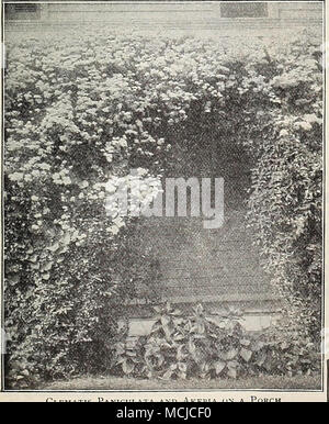 . Chèvrefeuille. EUONYMUS. Radicans Variegata panaché ( Euonymus rampante). Une splendide evergreen rampant avec le joli, petit, feuillage panaché vert profond et magnifiquement blanc ; une croissance plutôt lente- mais plante utile pour couvrir de murets en pierre ou des souches, ou comme une plante de bordure, pour cela il peut rester étroitement attaché de la même manière que fort délignage. 15 cts. Chaque ; 1,50 $ par doz. ; 10,00 $ par 100. Chèvrefeuilles. Evergreen chinois () Woodbine. Rouge, jaune et blanc varie- fleurs, très odorante. Halliana. Fleurs blanc pur, tournant au jaune, parfumé, hardy toujours verte ; fl Banque D'Images