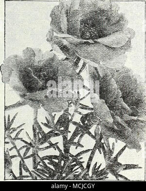 . Portulaceiââ ^" Pourpier Double" Piam Â® un ce sont d'excellentes plantes couvre-sol bien sec dans un endroit ensoleillé. Ils fleurissent abondamment de la mi-été jusqu'à la fin de l'automne. 4 à 6 de hauteur. 3660 mixte double. Comprend de nombreux et magnifiques couleurs riches. Pkt. 20c ; grand pkt. SOc ;  % oz. .$1.50. 3670 mixte unique. Toutes les couleurs. Pkt. 15c ; grand pkt. 40c ; '/ + oz. .$1.00. Pyrèthre Le pyrèthre mixte unique, Daisy Persan Â® [hp] Â® 3760 Hybridum, mixte, unique [hp] splendide hardy long peren- nial pour le jardin et la coupe. Blanc, rose, rouge et dans un mélange de nuances lumineuses. Pkt. 15c ; grand pk Banque D'Images