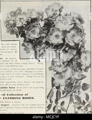. Rambler de Philadelphie. Une amélio- ration sur le ci-dessus ; en tous points identiques, mais avec de plus en plus intense de fleurs pourpre. Strong deux ans de plantes, 40 cts. Chaque ; 4,00 $ par douz. Trèves. De plus en plus forte d'un grimpeur, produisant de grandes, gracieusement organisé des petites fleurs d'une délicate couleur rose, le passage à un blanc crémeux-, et montrant un grand cluster d'étamines jaune ; il est très joli, et mérite une place dans chaque collection. Strong deux ans de plantes, 40 cts. Chaque ; S4.00 par douz. Rambler jaune. Les petites fleurs jaunes semi-doubles, très odorante. Strong deux ans vieux plan Banque D'Images