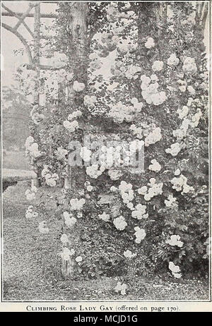 . La ligne F coupez environ un quart de pouce au-dessus d'un bourgeon à l'extérieur. En faisant cela, l'usine va croître dans une tête, que les bourgeons se développent habituellement dans quelque direction qu'ils prennent. Roses, taillés de cette façon, n'exigent aucun tuteur, et n'aura pas besoin de la taille d'été, la coupe des fleurs avec tiges bien être suffisant. Thé et hybrides de thé sont mieux de ne pas taillés jusqu'à ce qu'ils montrent des signes de croissance, indiqué par les bourgeons commencent à gonfler. Par ce temps morts ou insalubres Le bois est protégé de facilement, ce qui permet de voir ce qui devrait être coupé et ce qui devrait être conservé. Ils n'ont pas n Banque D'Images