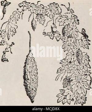 . Poire baumier. 3216 Sanguinha 3221 Mina MONARDA. (Thé d'Oswego, ou des Monardes.) par PKT. Didymes rosea. Amende hardy peren- nials de croissance libre, à environ 3 pieds de haut, avec feuillage aromatique, fleurs rose vif et en juillet et août 15 MUSA ENSETE. Abyssin (banane.) Une plante splendide pour l'air libre en été, produisant un effet plus frappant lorsque plantés seuls ou en groupes. Dans notre été chaud il luxuriates et atteint des proportions gigantesques lorsqu'librement fourni avec du fumier et de l'eau. Les graines germent facilement si commencé dans sex- lit ou chaleur de fond en serre. 10- der ; vivace de 10 à 20 pieds. Banque D'Images