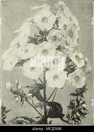 . Albion. L'un de nos propres introductions ; une forte, puissante, très grand producteur produisant des panicules de fleurs blanc pur avec un faible analine yeux rouges. Antonin flercie. La couleur de fond de la lumière, une moitié de chaque pétale surtused lilas bleuté. Bacchante. Tyiian ont augmenté avec le crim-;sur-tête oeil. B. Comte, brillant violet français ., l'une des plus belles variétés de couleur sombre-. Beranger. Sol couleur blanc, délicatement baigné de rose rose et distinct de l'amarante-yeux rouges. Bianc Nain. Très nain, blanc pur. Bouquet Fleuri. Blanc pur avec des yeux carmin-cramoisi ; libre-floraison ; chaque branche un bouquet parfait. Bridesm Banque D'Images