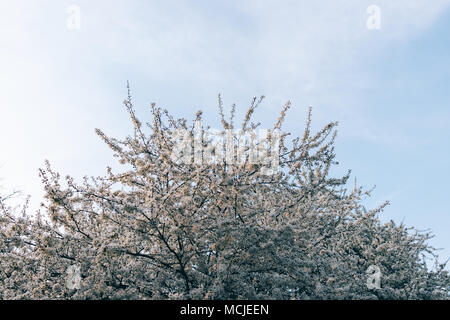 Printemps fleurs de cerisier. Les branches du haut luxuriante avec des fleurs blanches contre le ciel. Banque D'Images