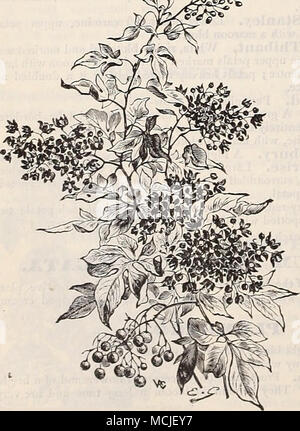 . ^ nouvelle literie : UNE TEPEITZ GRUSS Rose. "Le Herinosa pourpre." Pour l'amateur qui n'a pas d'émissions et dépend de son jardin pour les fleurs c'est l'une des variétés les plus importantes introduites dans de nombreuses années. C'est une rose pour tout le monde, réussir- ment dans des conditions ordinaires, et se classer avec de tels vieux-temps favoris comme Herniosa, Souv. de la Malmaison, Clothilde Soupert, etc. en couleur il est riche d'écarlate, l'ombrage d'crimson veloutée ; de taille plus grande que Hermosa ; très parfumé ; une forte, cultivateur, et la plus connue de nous bloomer profuse, la masse de produit couleur b Banque D'Images