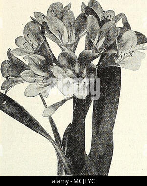 . Farfugium Grande Clivia Miniata Clivia miniata (Imantophyllum) Une jolie lily-comme plante de culture la plus facile, et des plus souhaitable de plante, il fleurit au printemps et en été, reste en fleurs pendant une longue période. Les fleurs sont d'environ 2 pouces de long, et sont en grappes denses de 10 à 20 fleurs chacune ; en couleur c'est d'un beau rouge-orange avec du chamois. 4 pots, 1 $ ; S-pots, $2.00, et 6 pots, 3,00 $ chacun. Plantes lourds 7 pots, 5,00 $ chacune. Crassula Arborescens. Mais souvent appelé à tort l'usine de caoutchouc japonais. Tiges lourdes avec d'épais fles Banque D'Images