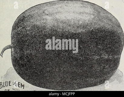 . r ou --c^ Stick de sucre. (Voir coupe.) Une nouvelle variété de pastèque, de forme oblongue et de bonne taille. La peau est mouchetée, vert et blanc, la chair rouge vif, le cœur gros et très doux. Les vignes sont forts et produire une abondante récolte de melons. Fosse., 10 Cts. ; oz., 15 cts. ; £ lb, 40 cts. ; lb., 1,25 $. Dixie. Un croisement entre le gem et Kolb vieux Mountain Sweet, dépassant l'ancien dans la précocité, pro- ductiveness,et d'expédition et entièrement fixé à ce dernier dans la qualité. Pkt., 5 cts ; or., 10 cts. ; £ lb., 25 cts : lb., 75 cts. Kolb Gem. D'une saveur délicieuse, sucrée, rouge vif, fle Banque D'Images