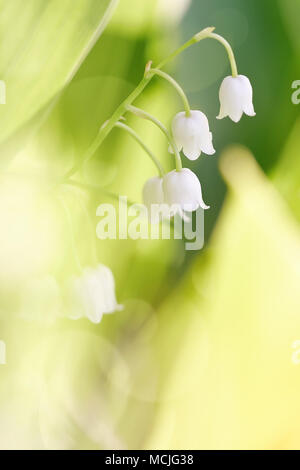 Fleurs blanches d'une nature sauvage en plus du muguet Banque D'Images