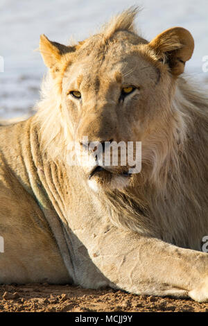 Lion (Panthera leo), homme jeune, animal portrait, Erindi Game Reserve, Namibie Banque D'Images