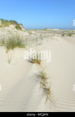 Dunes de sable recouvert d'ammophile à ligule courte (Ammophila), Norderney, îles de la Frise orientale, mer du Nord, Basse-Saxe, Allemagne Banque D'Images