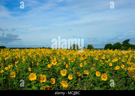 Champ de tournesol (Helianthus annuus), Nordrhein-Westfalen, Allemagne Banque D'Images