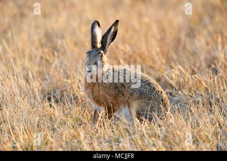 Lièvre d'Europe (Lepus europaeus), est assis dans un pré, le parc national de Neusiedler See, Burgenland, Autriche Banque D'Images