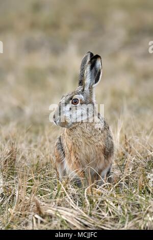 Lièvre d'Europe (Lepus europaeus), est assis dans un pré, le parc national de Neusiedler See, Burgenland, Autriche Banque D'Images