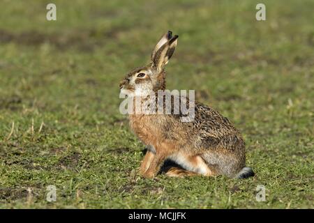 Lièvre d'Europe (Lepus europaeus), est assis dans un pré, le parc national de Neusiedler See, Burgenland, Autriche Banque D'Images