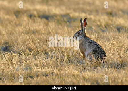 Lièvre d'Europe (Lepus europaeus), est assis dans un pré, le parc national de Neusiedler See, Burgenland, Autriche Banque D'Images