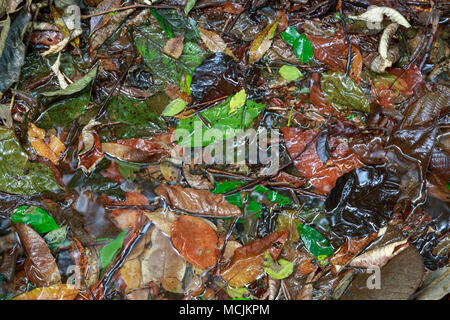 Les feuilles d'automne humide tombé couché dans des flaques d'eau, Parc Estadual da Cantareira (Cantareira State Park), Sao Paulo, Brésil Banque D'Images