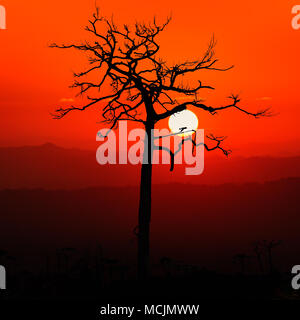 Mort, l'arbre sans feuilles au coucher du soleil rouge. Banque D'Images