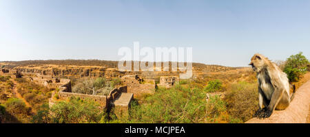 Un gray langur monkey est assis sur un mur donnant sur les ruines de l'ancien fort de Ranthambore, parc national de Ranthambore, Rajasthan, Inde du nord Banque D'Images