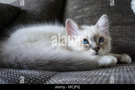 Chat chaton birman avec de beaux yeux bleus, couché sur la table Banque D'Images