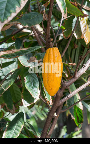 Cacaoyer cacaoyer (Theobroma cacao). Banque D'Images