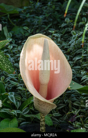 Lily : Amorphophallus bulbifer Voodoo. Banque D'Images
