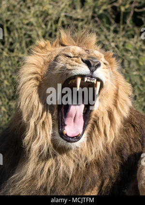 Vue de face rapprochée du lion asiatique isolé (Panthera leo persica) en captivité, en pleine corvées. Grand chat: Féroce, effrayant, bouche ouverte montrant des dents acérées. Banque D'Images