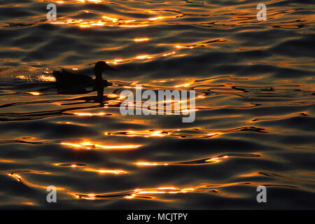 La silhouette d'un Canard flottant dans une rivière qui est sous le coucher du soleil. Banque D'Images