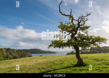 Arbre de chêne sur la colline et vue le long des routes vers la baie de Falmouth Carrick Banque D'Images