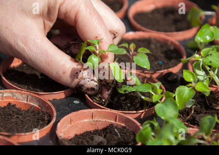 Vue rapprochée de pittoresque un jardinier sur le rempotage des plantes d'un bouchon. Les plantes dans l'image sont Busy Lizzie Jigsaw. Banque D'Images