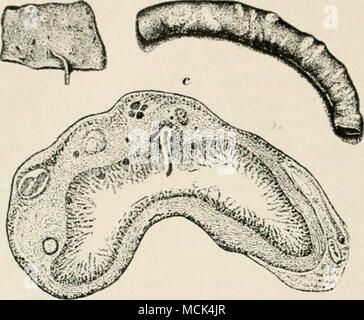 Ww .^ ^.. ?^^^^ Fig-. 28.-i&lt;7) morceau de l'intestin d'un oiseau montrant les nodules (réduit d'un tiers), [fi) la muqueuse de l'en- testine montrant-zones ulcérées ; aussi plusieurs petits et un grand ver attaché à l'intestin (réduit d'un tiers), (r) une section de l'intestin illustrant l'épaississement de la paroi en raison d'un grand nombre de nodules : également une partie d'un ver qui a pene- tré la muqueuse, agrandie. avoir l'aspect d'ensemble de près de protubérances, certains étant .si petite que l'elevation causés par eux est à peine visible, tandis que d'autres sont l Banque D'Images