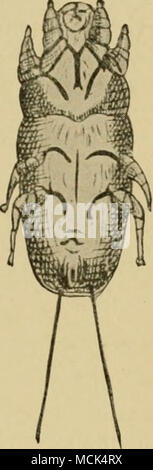. Les acariens vivent sur la peau à la base des plumes. Depuis les acariens sont parfois trouvés sur les oiseaux qui ne montrent aucun signe de la gale et depuis la maladie ressemble à favus, qui est connu pour être causée par un champignon, il est parfois supposé que ce mange est également due à un champignon et que les mites sont inoffensifs. Cinq espèces d'acariens ont été enregistrés qui vivent sur les plumes des oiseaux. Ces sont assez abondants, mais ne pas faire de mal. Deux acariens vivent dans le corps des oiseaux. L'un d'eux, l'air-sac mite, est décrit ailleurs (p. 180). L'autre, le raccorde- ment d'acariens, Sympl tissus Banque D'Images