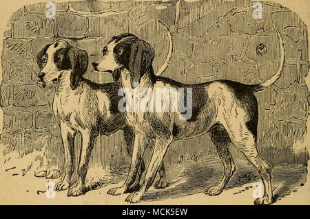 . Fig. 9.âAMERICAN beagles. Le Beagle. La véritable beagle harrier, comme l'ancienne, est maintenant presque entièrement dis- placés par des spécimens du foxhound, ou par croisements avec elle dans des proportions variables. Mais il y a parfois des packs à gauche, et un bon nombre de collègues possèdent également un ou deux qu'ils utilisent pour dissimuler la prise de vue, mais même alors, cette race s'efface devant l'épagneul. Dans la forme externe des beagles ressemble au sud de hound, mais est beaucoup plus compact et élégant dans la forme, et bien moins rauque proportionnellement à sa taille, bien que possédant une grande collerette. Il y a trois ou fou Banque D'Images