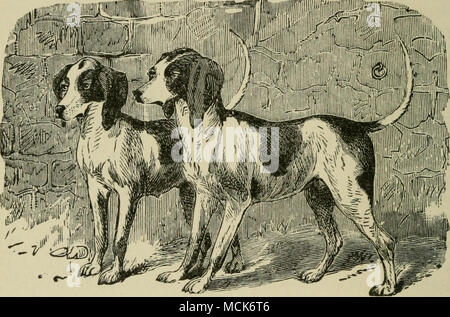 . Fig. 9.-AMERICAN BEAGLES. Le Beagle. La vraie, l'ancienne Iikc beagle harrier, est maintenant presque entièrement dis- placés par des spécimens du foxhound, ou par croisements avec elle dans des proportions variables. Mais il y a parfois des packs à gauche, et un bon nombre de collègues possèdent également un ou deux qu'ils utilisent pour dissimuler la prise de vue, mais même alors, cette race s'efface devant l'épagneul. Dans la forme externe des beagles ressemble au sud de hound, mais est beaucoup plus compact et élégant .en forme, et beaucoup moins rauque proportionnellement à sa taille, bien qu'encore en possession d'un considprable ruff. Il y a trois ou fo Banque D'Images