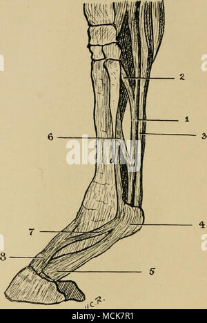 . Fig. 10.-les tendons fléchisseurs et extenseurs Pedis. (Après Haubner.) 1, Tendon du fléchisseur perf'rore ; 2, les check-band de la partie postérieure de li&Lt ;'anient du carpe ; 3, tendon fléchisseur de l'anneau, perforatus ; 4 et de la gaine flexor perforatus ; 5, l'élargissement de l'flexor perforatus pour former l'aponévrose plantaire ; 6, ligament suspenseur ; 7. renforcement de la bande de ligament suspenseur de l'extenseur du pied ; 8, l'appareil extenseur pedis. Le Flexor Pedis Perforatus, ou le fléchisseur superficiel des phalanges.-En commun avec l'perforans, ce muscle se pose de la structure interne de l'condyloid Banque D'Images