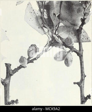 . Fig. 20.^^reeii rot d'abricots sur les conseils de jeunes fruits. Un "jacket" est toujours sur le fruit ; le centre de rot commence généralement sous la veste. Le champignon qui provoque la pourriture verte est la soi-disant "moisissure cotonneuse", champignon Sclerotinia sclerotiorum, une moisissure blanche-neige qui se développe sur la moutarde, la vesce, la luzerne, les mauvaises herbes, ou toute surface croissant épais vege- tion et produit ses spores seulement sur le sol (p. 137), où ils sont distribués par le vent. Ces spores sont produites plus ou moins contin- uously de Décembre à Mai et sont probablement abondants chaque année. Banque D'Images