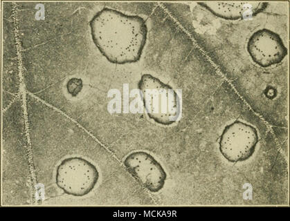 . Fig. 63. -• La pourriture noire agrandie pour afficher les points chauds des pycnides. Après Anderson. avec le champignon, le tuer. Au-dessous de la température à laquelle le soufre est le champignon efficace fera mais peu de progrès. Lorsque la température de l'air, de l'ombre, est de 32° à 35° C (90° à 95° F.), l'effet kilUng du soufre peuvent être vus dans les 24 heures ; si au-dessus de 38° C. (100° F.), un ou deux jours sont suf- ficient de débarrasser le vignoble de la maladie. La teneur en soufre doit être distribué à chaque partie de la vigne. Teneur en soufre sur le sol n'est d'aucune utilité. Les vignes doivent être saupoudrés d'une à sept fois, en fonction des conditions, sus Banque D'Images