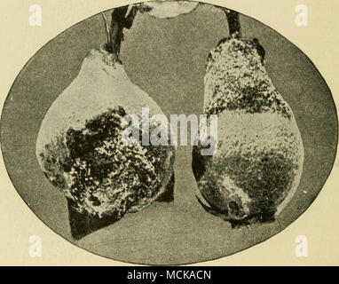 . Fig. 34. - Les jeunes coings montrant la rouille. Après Bailey. moment où le spores devraient arriver, c'est, à l'époque où les masses de spores gélatineux sont présents sur le bois de cèdre, d'Apple. {Bactérien Bacillus amylovorus). - Cette maladie a été suffisamment discutées dans le cadre de la Poire et Apple. Il est seulement nécessaire ici pour indiquer qu'il s'agit de la plus grave maladie connue du coing. Le traitement est le même que celui recommandé pour cette maladie sur d'autres arbres charnu,. La brûlure des feuilles, noir-spot (Fabroea ^^ maculata (Lév.), Atk. Entomosporimn). - À la fois le fruit et le feuillage sont af Banque D'Images