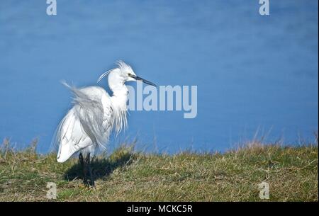 Un peu d'aigrette avec séchage lui-même perdre des plumes à Lymington Marais, New Forest, Royaume-Uni Banque D'Images