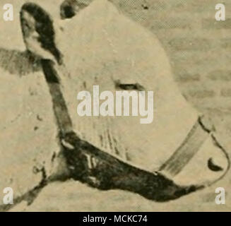 . »»^^^^ ^^- fii d Fig. 244.-Sebaceous eczéma, troisième étape. L'alopécie totale. Les poils, cependant, lorsque les examiner au microscope sont trouvés à il épaissie à leurs racines, par ailleurs tout au long de leur Banque D'Images