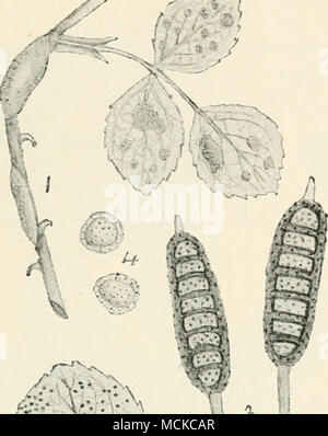 . Fig. 92.-agmidium stibcorticatum-Plu. je, direction générale de la rose et les feuilles avec aecidium stade de champignon ; 2, feuille rose avec teleutospores teleutospores ; 3, 4 ; urédospores. Figues, i et 2 nat. taille, reste très mag. été attaqué doit être humectés avec une solution de sulfate de cuivre au cours de l'hiver. {La rouille Phragmidium rubi framboise-idaei, hiver) pro- duces ses trois étapes sur la plante de framboise. La condition aecidium apparaît en premier sur la surface supérieure des feuilles au mois de juin, sous la forme de pustules jaune-verdâtre, généralement disposés en cercles brisés. Le stade uredo apparaissent Banque D'Images