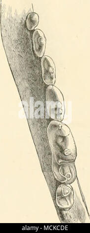 . Les dents de molaire supérieure droite. Les dents de molaire inférieure droite. (Grandeur nature.) une région à l'autre. Il est représenté comme une créature à la fois habile et rapide, et il est craint par les hvmters, qui parfois se réfugier dans un arbre. Les chiens semblent aussi redoutent cette Dhole, et se détourner de ses traces, comme si elles étaient celles du tigre. Les indigènes ne mangent pas sa chair, ni sa fourrure est d'une valeur considérable. 2b2 Banque D'Images