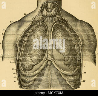 . FiG. 12.-poumons, vue antérieure (Sappey). 1, lobe supérieur du poumon gauche ; 2, le lobe inférieur ; 3 ; 4, fissure, encoche correspondant au sommet du coeur ; 5 ; 6, le péricarde, le lobe supérieur du poumon droit : 7. lobe central ; 8, 9 ; le lobe inférieur, fissure, fissm ; 10'e ; 11, 12 ; diaphragme, antérieure- mediasti ; NUM 13. glande thyroïde ; 14, l'aponévrose cervicale moyenne ; 15 processus, d'au- tachment du médiastin au péricarde ; 16, 16, septième côtes ; 17, 17, trans- versales ; muscles 18, ligne blanche. Si cette coupe fait référence à l'objet, les relations des parties sont essentiellement les mêmes dans l'ing le nez de chien. Banque D'Images