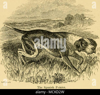 . CHAPTEE IV. Le chien domestique, trouver le gibier par le parfum, mais pas le tuer, d'être principalement utilisé dans l'AIDE DE L'arme. Le pointeur espagnol.-Le Pointer Anglais moderne.-Le pointeur de la Portugaise. -Le pointeur français.-le Dalmatien et chiens danois.-l'anglais, le Setter irlandais et le setter.-Tiussian.-la sur le terrain ordinaire, le ineluding Épagneul Springer (Clumber, Sussex, et Norfolk se reproduit), et le Cocker (Welsh et Devonshire).-Le Water Spaniel (anglais et irlandais). Le pointeur d'ESPAGNOL. Comme dans le cas de l'espèce elle-même, de telle sorte que, dans ce et la plupart des autres variétés du chien, une grande différence d'opinion exi Banque D'Images