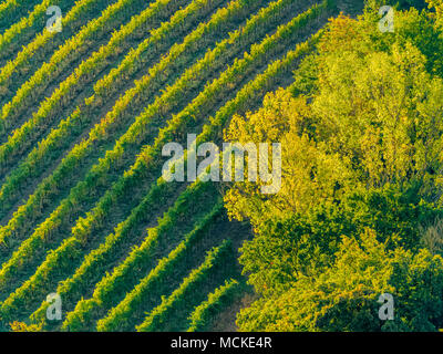 Les vignes dans la campagne de l'Ombrie, Italie Banque D'Images