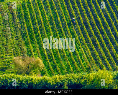 Les vignes dans la campagne de l'Ombrie, Italie Banque D'Images