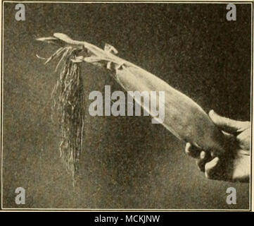 . Fig. 18. Couverte de l'oreille pendant dix jours avec un sac en papier empêchant la fécondation. Le reste de la soie et frais a continué de croître. Il a été connu pour atteindre une longueur de deux pieds en attendant le pollen 1 Une "cellule" est l'unité structurelle de l'espèce végétale ou animale. En tant que bâtiment est fait de briques, de sorte que la plante ou animal est composé de cellules ou de sacs remplis d'un semifluid question connue sous le protoplasme, qui est une sorte de nom général pour le matériel de différentes parties du corps ; c'est à dire, le protoplasme de muscle, dont les affaires est à contrat, est très différent de la pro Banque D'Images