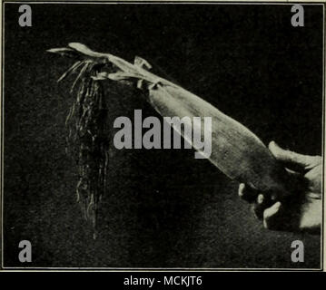 . Fig. 18. Couverte de l'oreille pendant dix jours avec un sac en papier empêchant la fécondation. Le reste de la soie et frais a continué de croître. Il a été connu pour atteindre une longueur de deux pieds en attendant le pollen 1 UN " cell " est l'unité structurelle de l'espèce végétale ou animale. En tant que bâtiment est fait de briques, de sorte que la plante ou animal est composé de cellules ou de sacs remplis d'un semifluid question connue sous le protoplasme, qui est une sorte de nom général pour le matériel de différentes parties du corps ; c'est à dire, le protoplasme de muscle, dont les affaires est à contrat, est très différent de la pr Banque D'Images