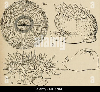 . Fig. 6.-La Sea-Anemones. Une Sagartia, bellis, l'anémone marguerite, vus du dessus lorsqu'il est complètement étendu. b, Bunodes crassicornis, moitié étendu ; vue de côté. c, Anthea cereus. Les tentacules sont de couleur vert pomme en couleur, de mauve, et ne peut pas être complètement rentrée. d, Actinia mesembryanthemum. Le disque de tentacules est complètement rétracté. Il s'agit du boîtier sea-anemone sur notre Côte Sud, et est généralement de couleur marron, mais souvent est repéré comme une fraise. Banque D'Images
